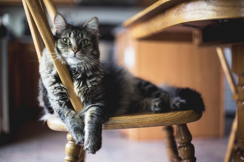 animal, cat, feline-2569336.jpg